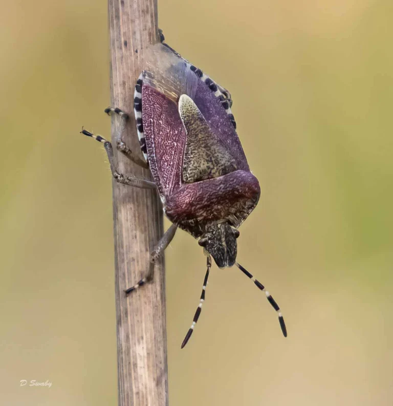 Insects
