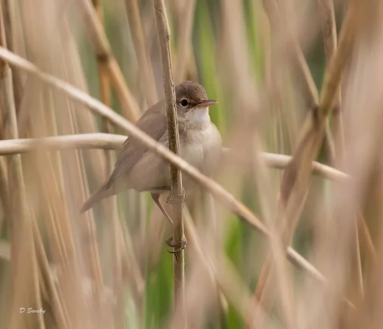 Bird Gallery 2019