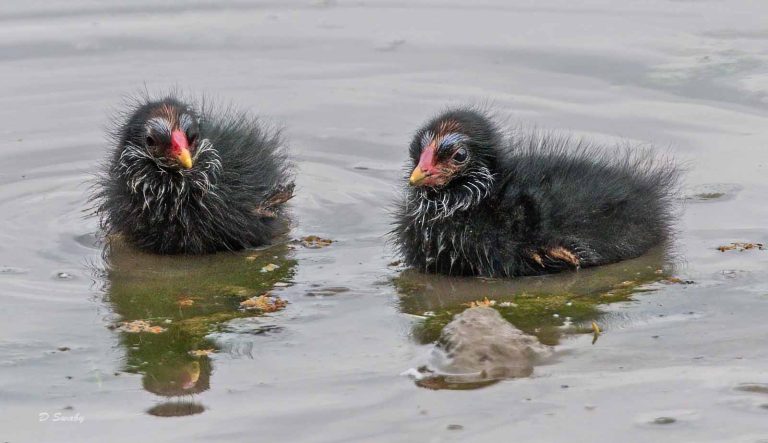 Bird Gallery 2019