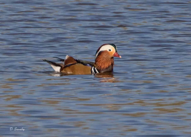 Bird Gallery 2019