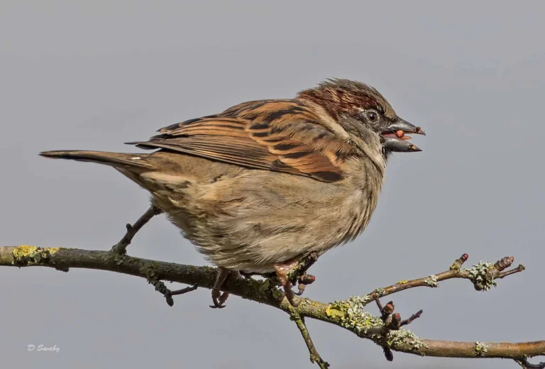 Bird Gallery 2019