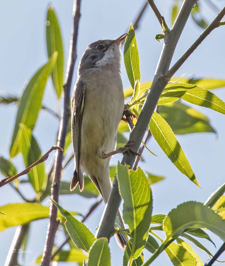 Bird Gallery 2019