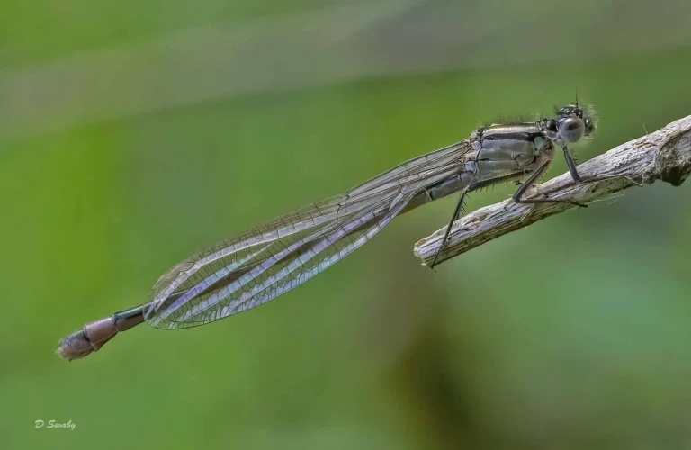 Insects