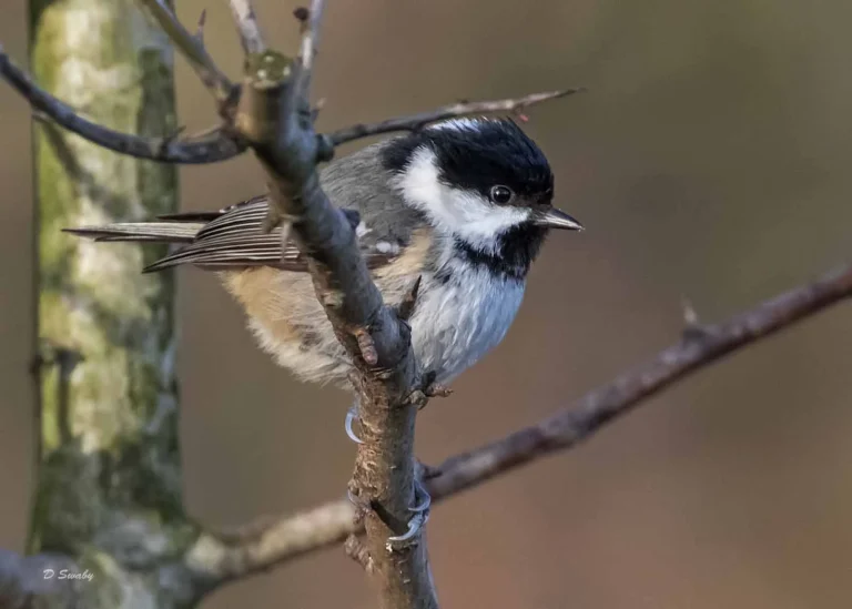 Bird Gallery 2019