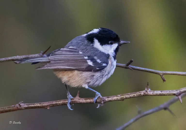 Bird Gallery 2019