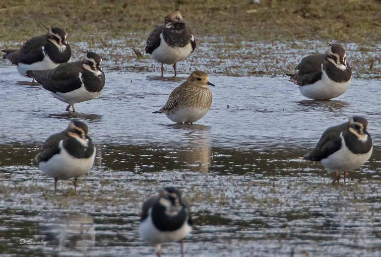Bird Gallery 2019