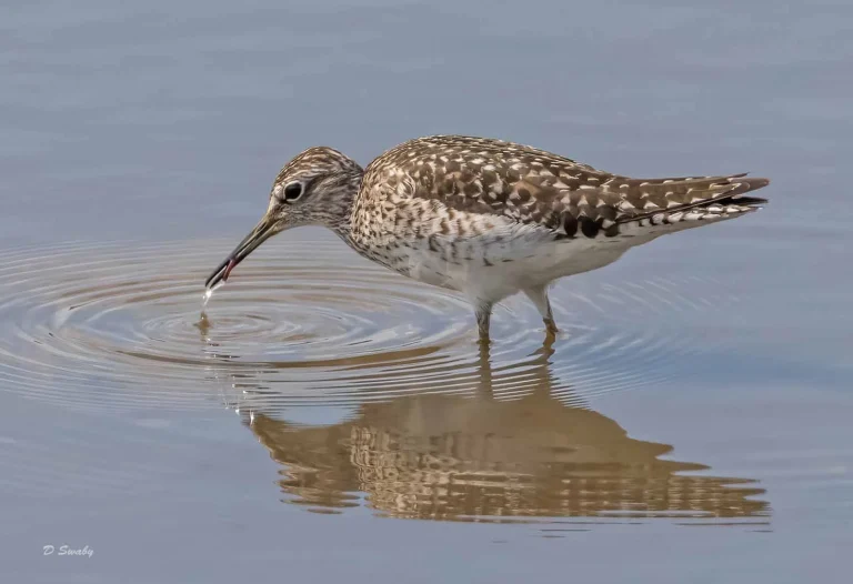 Bird Gallery 2019