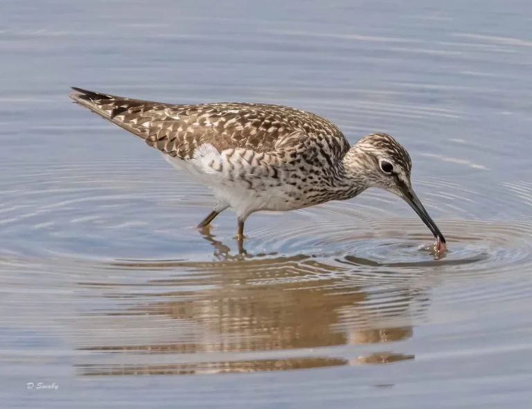 Bird Gallery 2019