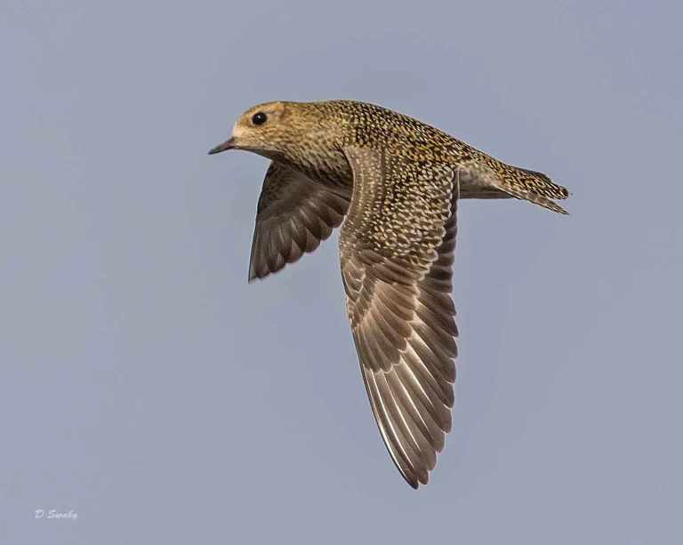 Bird Gallery 2019