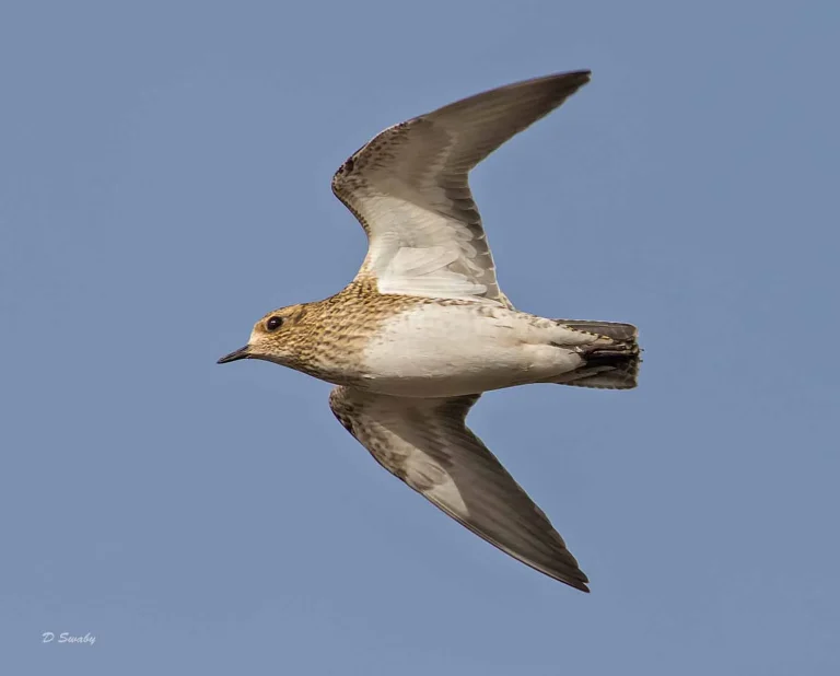 Bird Gallery 2019