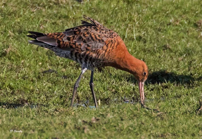 Bird Gallery 2019