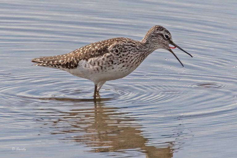 Bird Gallery 2019