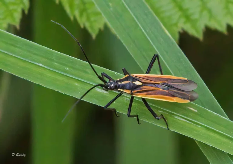 Insects