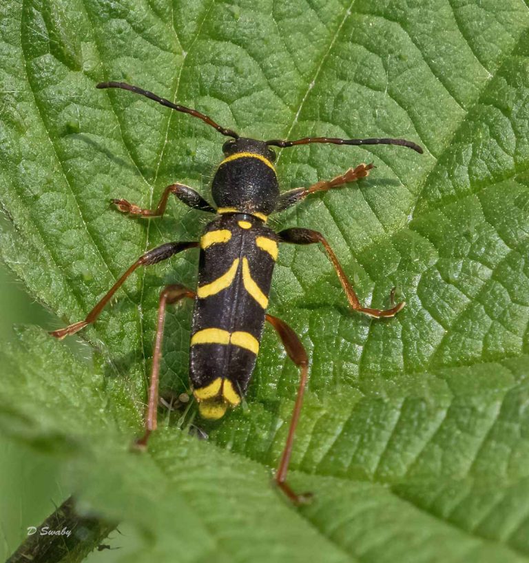 Insects