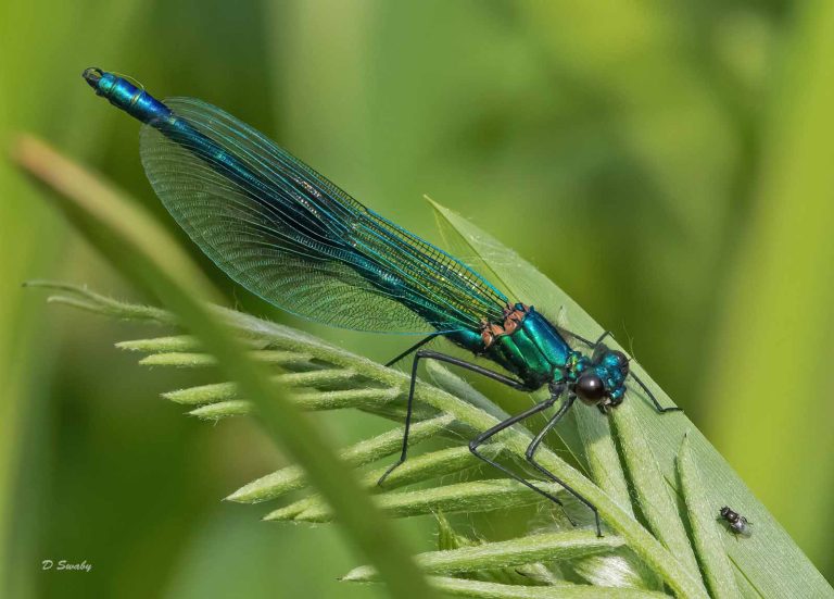 Insects