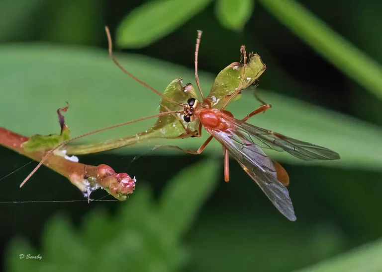 Insects