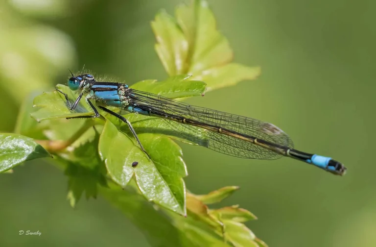 Insects