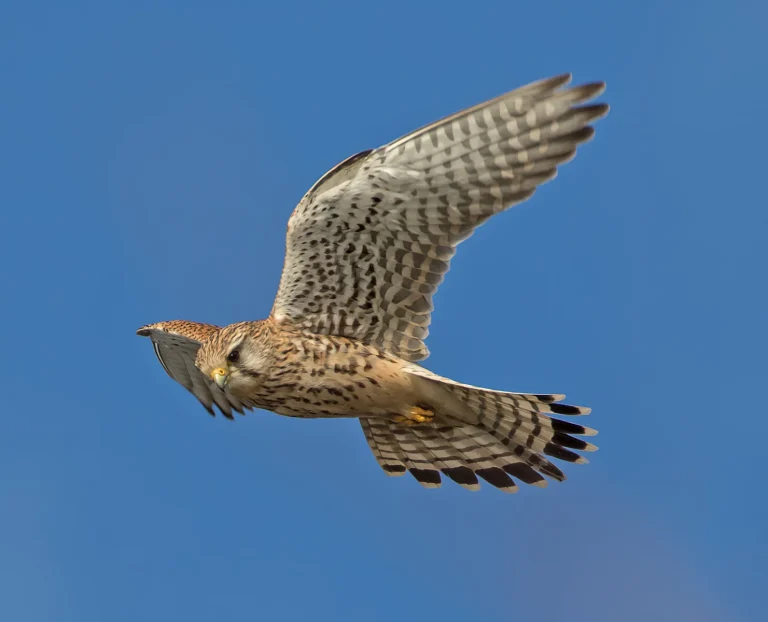 Bird Gallery 2019