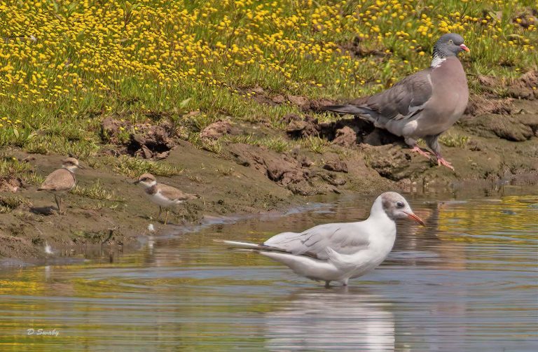 Bird Gallery 2019