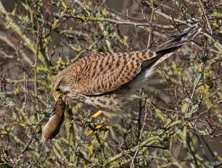 Bird Gallery 2019