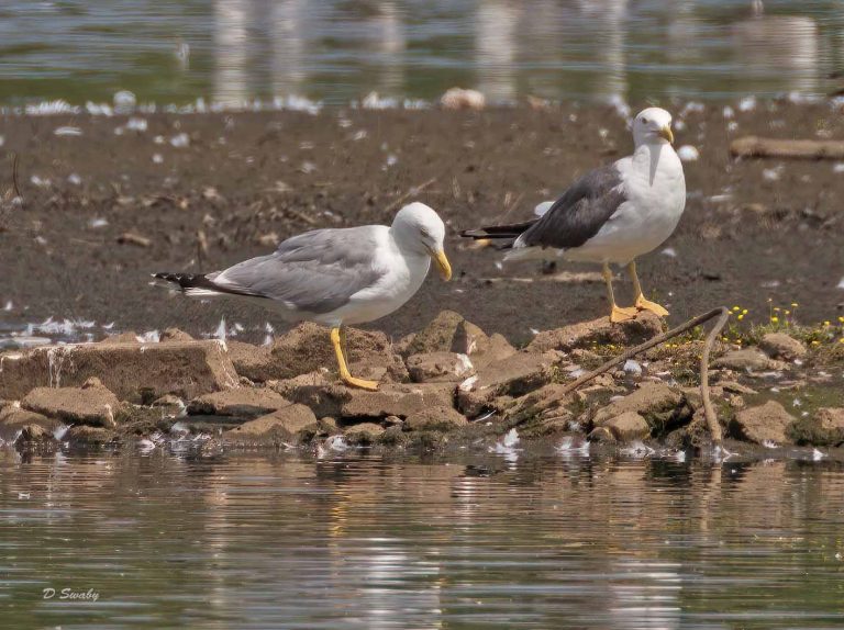 Bird Gallery 2019