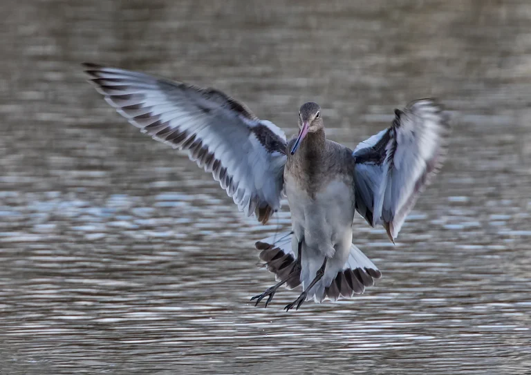Bird Gallery 2019