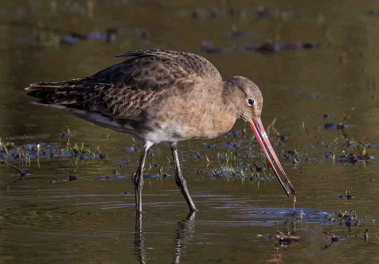 Bird Gallery 2019