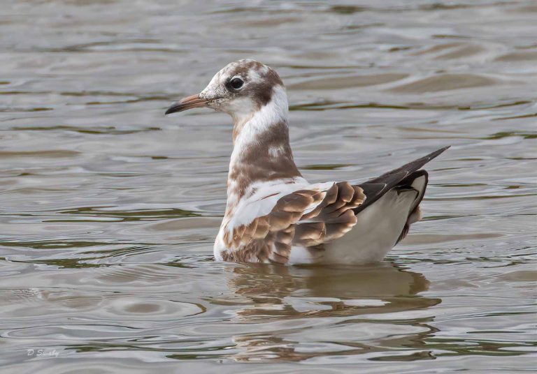 Bird Gallery 2019