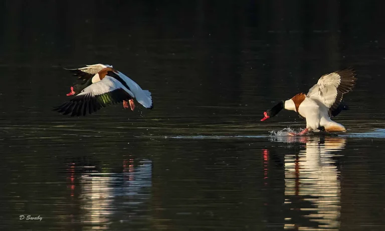 Bird Gallery 2019