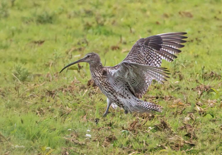 Bird Gallery 2019