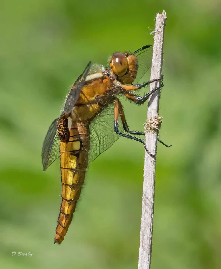Insects