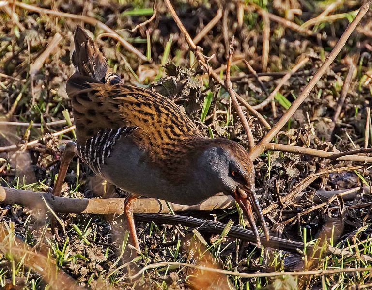 Bird Gallery 2019