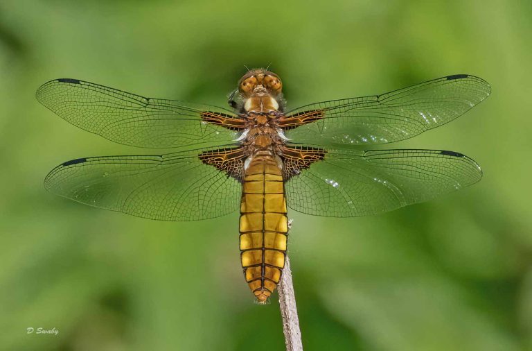 Insects