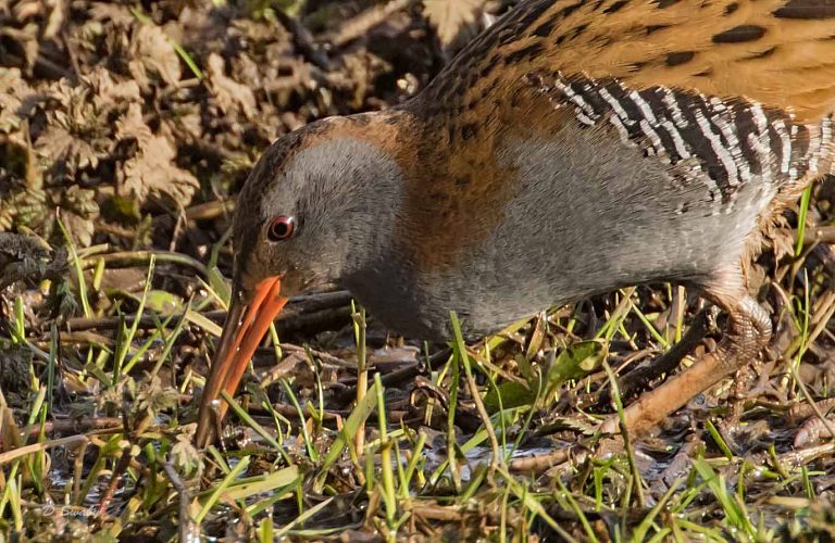 Bird Gallery 2019