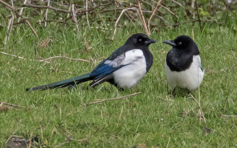 Bird Gallery 2019