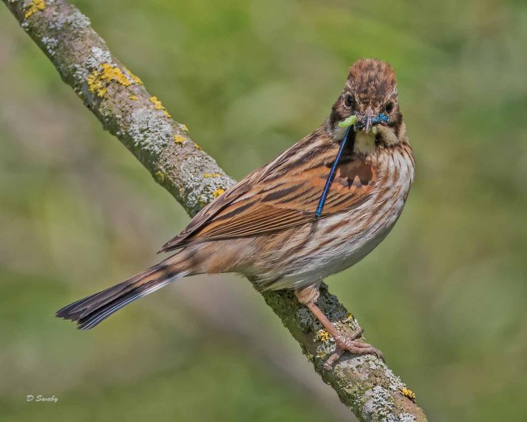 Bird Gallery 2019