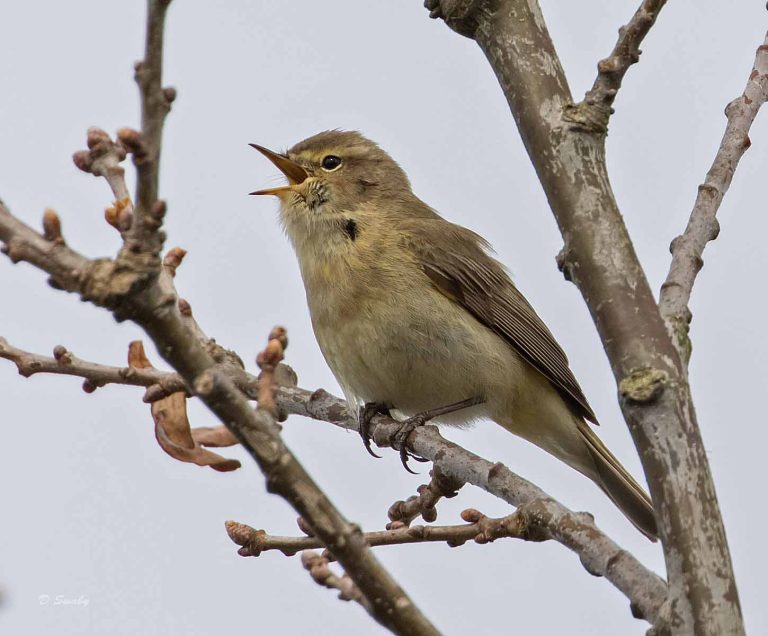 Bird Gallery 2019