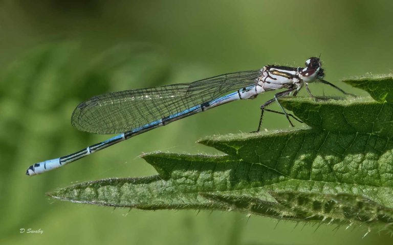 Insects