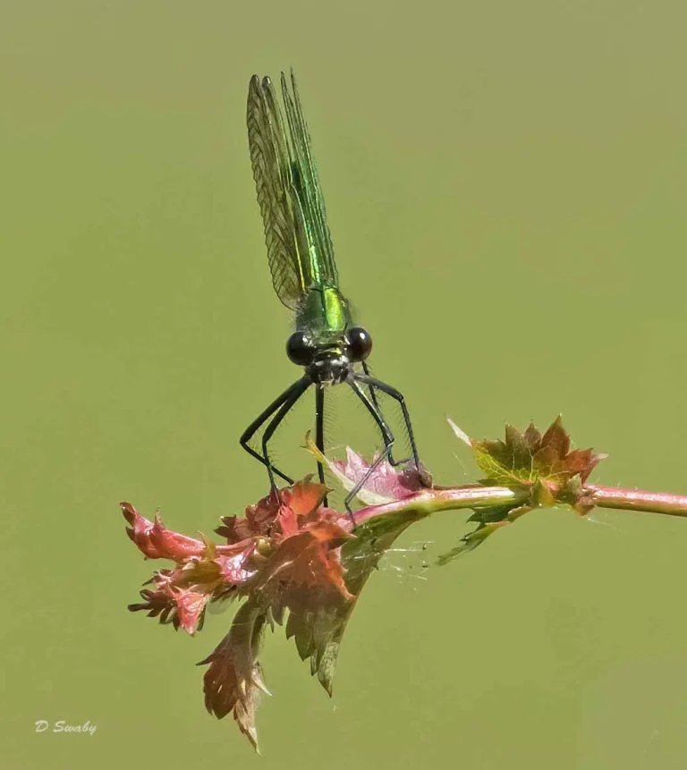 Insects