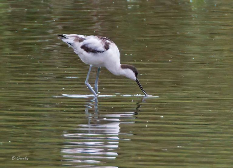 Bird Gallery 2019