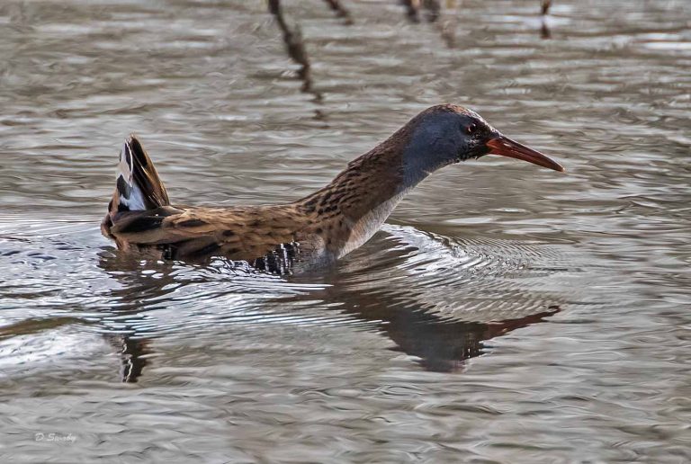 Bird Gallery 2019