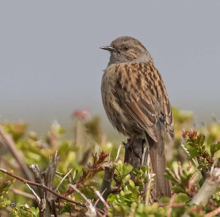 Bird Gallery 2019