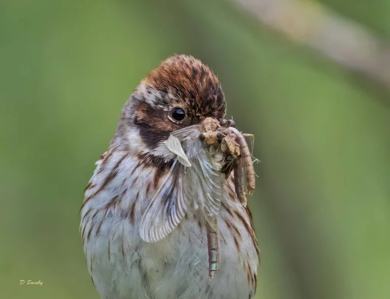 Bird Gallery 2019