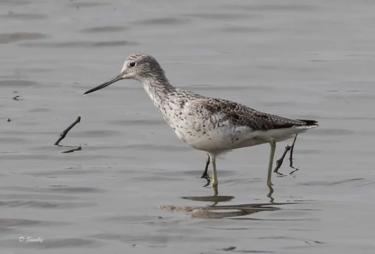 Bird Gallery 2019