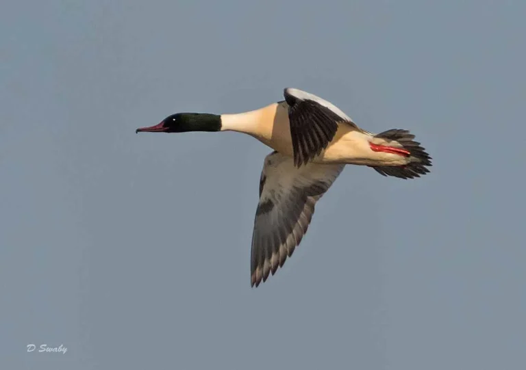 Bird Gallery 2019