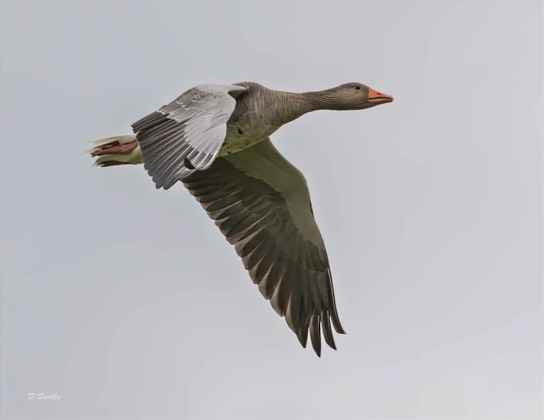 Bird Gallery 2019