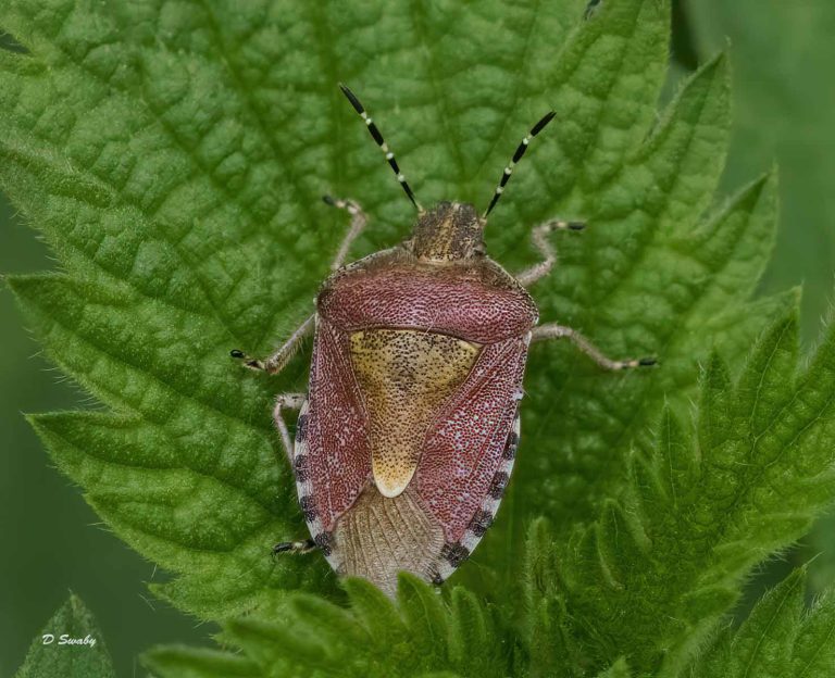 Insects