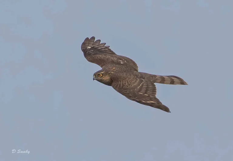 Bird Gallery 2019