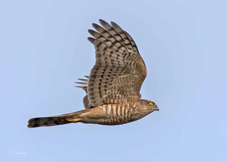 Bird Gallery 2019