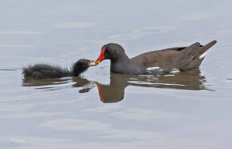 Bird Gallery 2019
